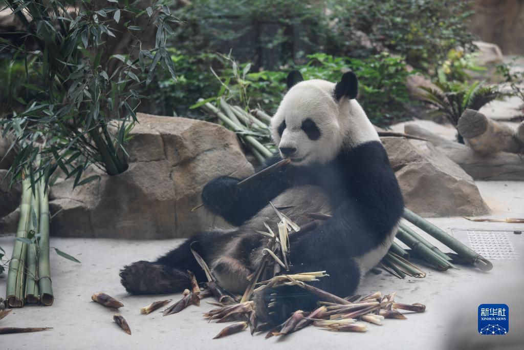 百家乐评级